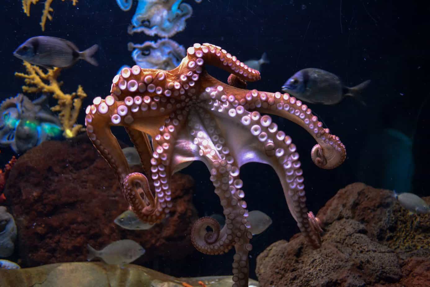 Photo of an Octopus