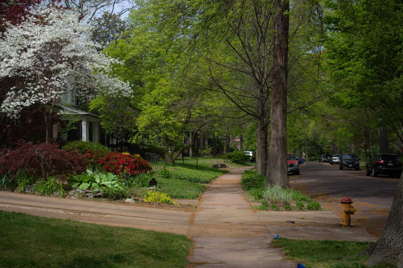 A sidewalk in a suburban neighborhood with green trees as an example of a mindful walk